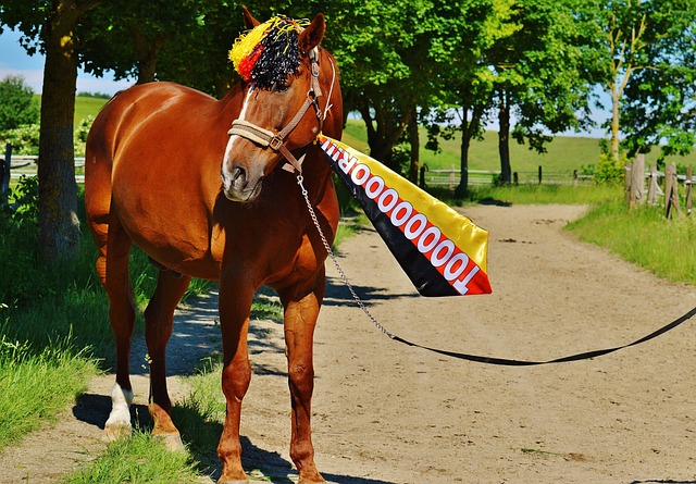 篮网未来赛 篮网未来赛