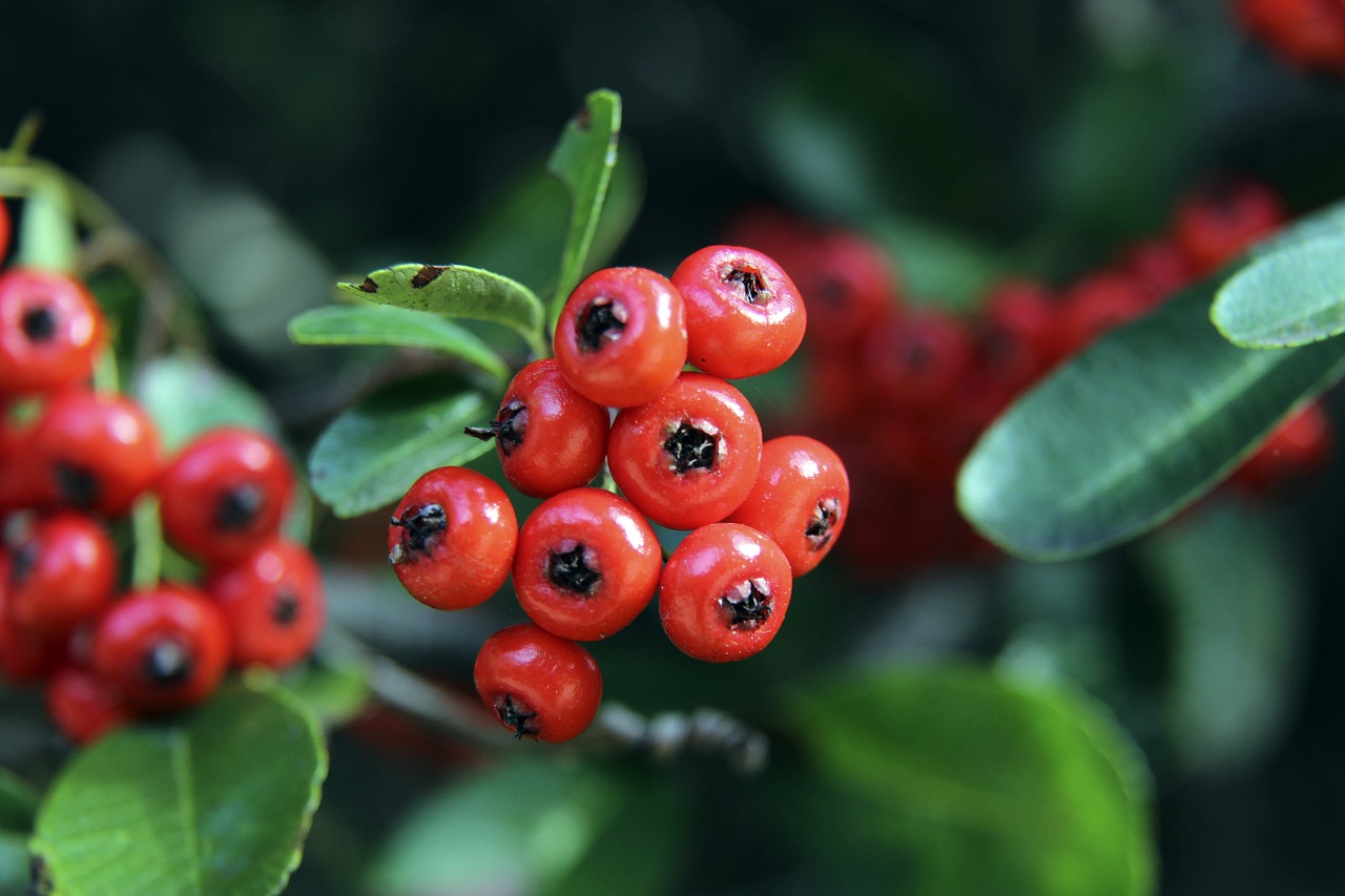 巴黎的優勢 巴黎的優勢