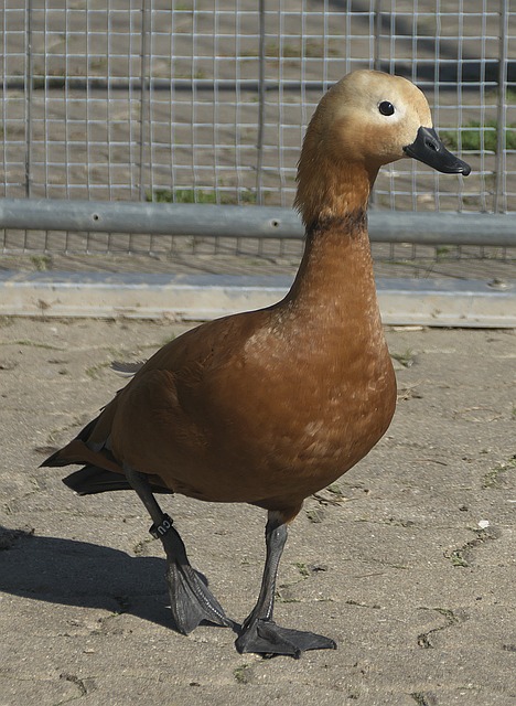 传奇 传奇